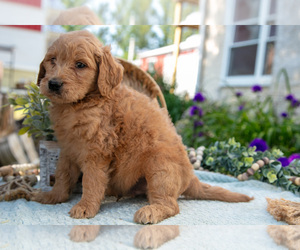 Medium Goldendoodle