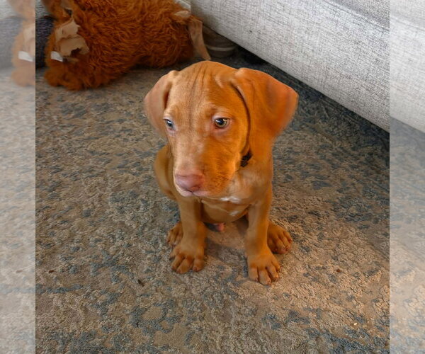 Medium Photo #3 Unknown-Vizsla Mix Puppy For Sale in Sanford, FL, USA