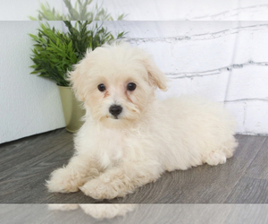 Maltipoo Puppy for sale in RED LION, PA, USA