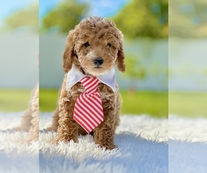 Goldendoodle (Miniature) Puppy for sale in FROSTPROOF, FL, USA