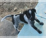Small Photo #25 Australian Cattle Dog Puppy For Sale in SYLMAR, CA, USA