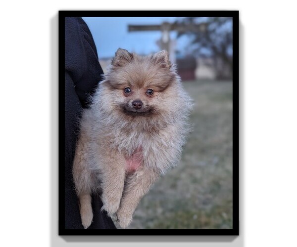 Medium Photo #10 Pomeranian Puppy For Sale in CLARE, MI, USA
