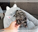 Small Photo #2 Yorkshire Terrier Puppy For Sale in ANAHEIM, CA, USA