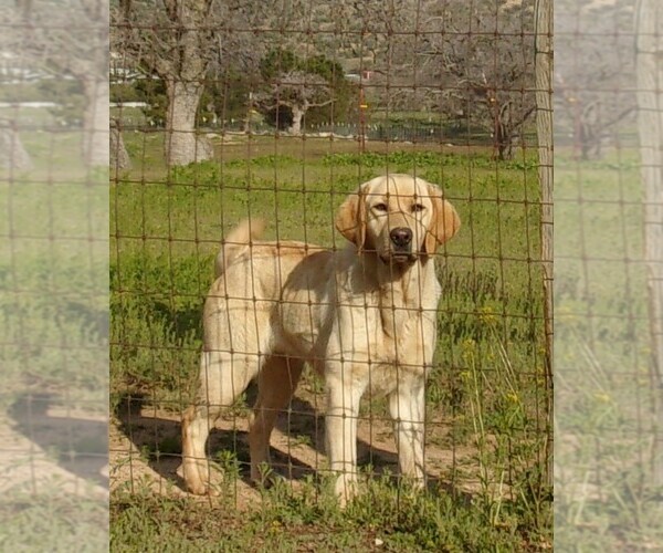 Medium Photo #1 Labrador Retriever Puppy For Sale in CALIENTE, CA, USA