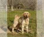 Small Photo #1 Labrador Retriever Puppy For Sale in CALIENTE, CA, USA