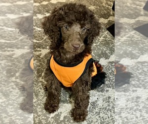 Poodle (Standard) Puppy for sale in POST FALLS, ID, USA