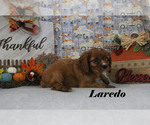 Small #11 Cavalier King Charles Spaniel