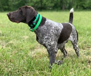 German Shorthaired Pointer Litter for sale in CANTON, GA, USA