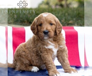 Goldendoodle Puppy for sale in GAP, PA, USA