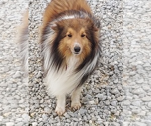 Father of the Shetland Sheepdog puppies born on 04/04/2022