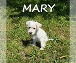 Small #1 Schnoodle (Miniature)