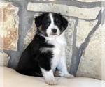 Small Australian Shepherd