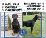 Small Photo #84 Doberman Pinscher Puppy For Sale in GOSHEN, IN, USA
