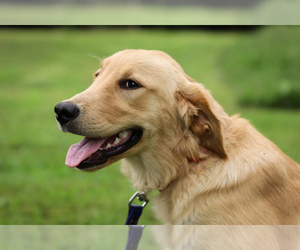 Golden Retriever Puppy for sale in LIBERTY, KY, USA
