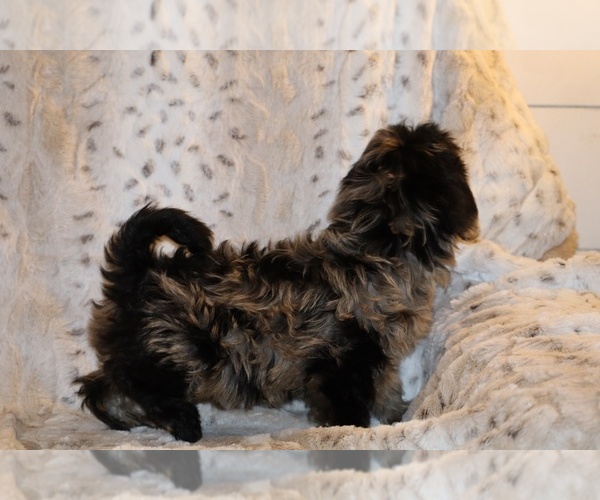 Medium Photo #22 Yorkiepoo mix (+ Poodle Toy) Puppy For Sale in DYERSBURG, TN, USA