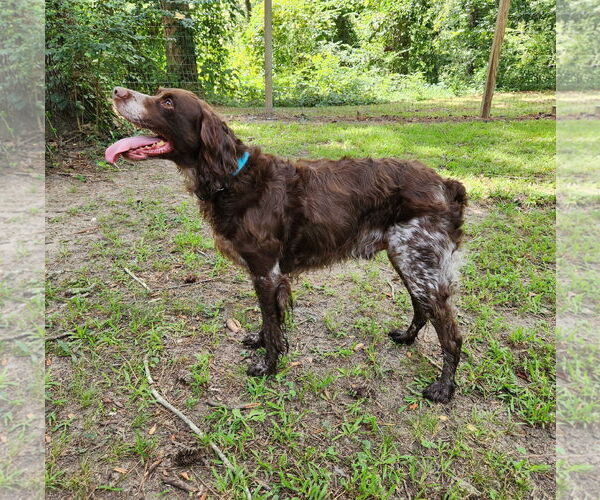 Medium Photo #3 Brittany Puppy For Sale in Curwensville, PA, USA
