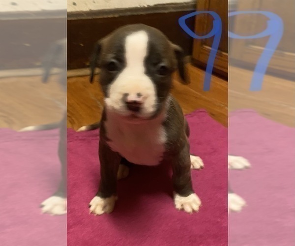 Medium Photo #3 American Pit Bull Terrier Puppy For Sale in ZANESVILLE, OH, USA