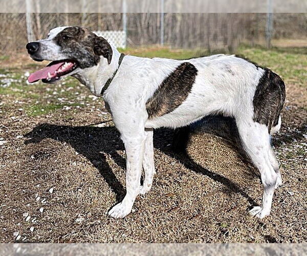 Medium Photo #7 Pointer-Unknown Mix Puppy For Sale in Crandall, GA, USA