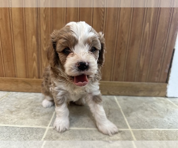 Medium Photo #7 Cavapoo (Miniature) Puppy For Sale in GREENWOOD, WI, USA