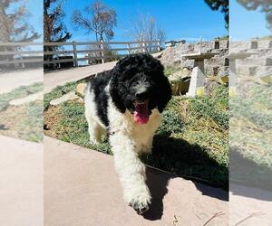 Bernedoodle Puppy for sale in RANCHO CORDOVA, CA, USA
