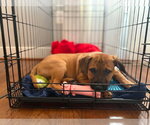 Small #10 Labrador Retriever Mix