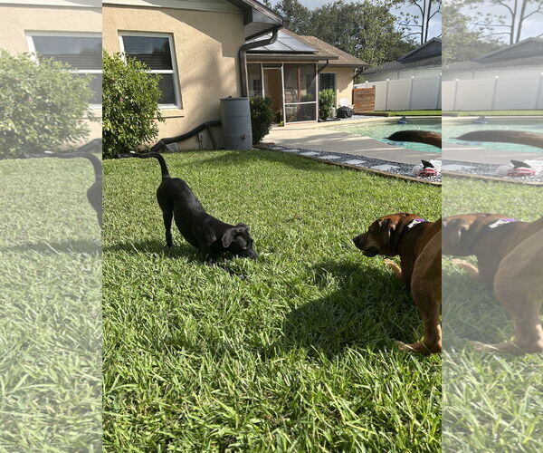 Medium Photo #10 Mutt Puppy For Sale in  Gainesville, FL, USA