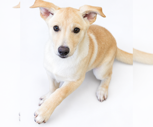 Labrador Retriever-Unknown Mix Dogs for adoption in Brooklyn, NY, USA