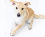 Maple - Female Labrador Retriever-Unknown Mix Dog for Adoption - Small photo