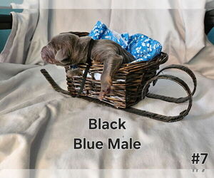 Doberman Pinscher Puppy for sale in CLINTON, OH, USA