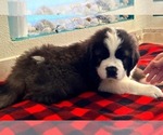 Small #3 Saint Bernard