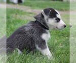 Small Photo #5 Siberian Husky Puppy For Sale in CATAWISSA, PA, USA