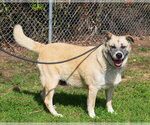 Small #1 Akita