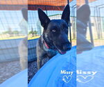 Small #1 German Shepherd Dog Mix