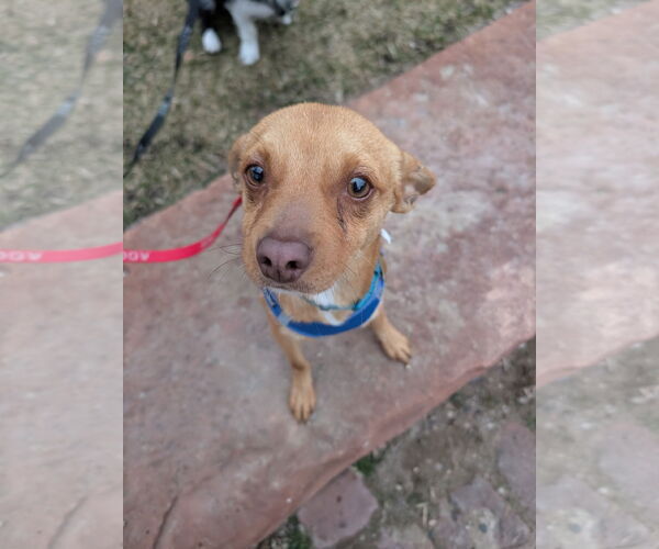 Medium Photo #7 Chihuahua Puppy For Sale in Sandy, UT, USA