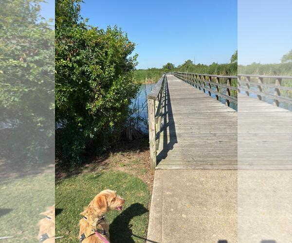 Medium Photo #10 Mutt Puppy For Sale in Rosenberg, TX, USA
