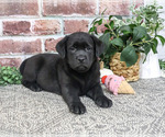 Jade - Female Labrador Retriever Puppy for Sale - Photo #3
