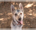 Small #1 Siberian Husky Mix