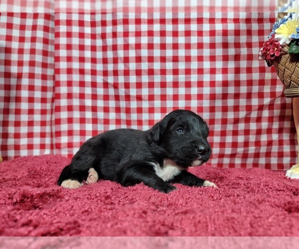 Medium Photo #73 Golden Mountain Dog Puppy For Sale in BLACK FOREST, CO, USA