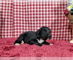 Small Photo #73 Golden Mountain Dog Puppy For Sale in BLACK FOREST, CO, USA