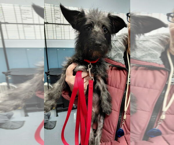 Medium Photo #3 Jack Russell Terrier-Unknown Mix Puppy For Sale in South Bend, IN, USA