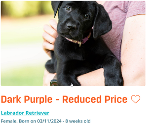 Labrador Retriever Puppy for Sale in WAKE FOREST, North Carolina USA