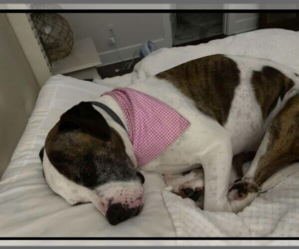 Medium Photo #3 American Pit Bull Terrier-Unknown Mix Puppy For Sale in Middlesex, NC, USA