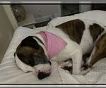 Small #2 American Pit Bull Terrier Mix