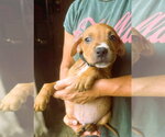 Small Photo #3 Mutt Puppy For Sale in Jackson, MS, USA