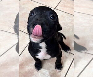 Tycoon - Male American Staffordshire Terrier-Unknown Mix Dog for Adoption - Photo #2