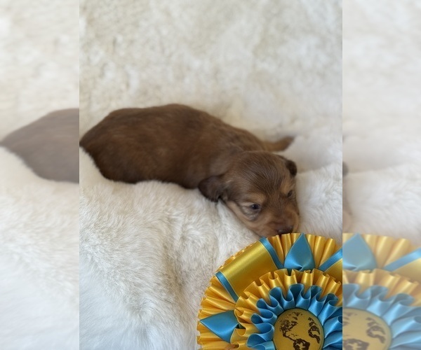 Medium Photo #1 Dachshund Puppy For Sale in DE KALB, TX, USA