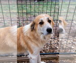Small #9 Great Pyrenees