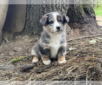 Rowan - Male Aussie-Corgi Puppy for Sale - Photo #3