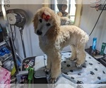 Small Photo #6 Poodle (Standard) Puppy For Sale in SAND SPRINGS, OK, USA
