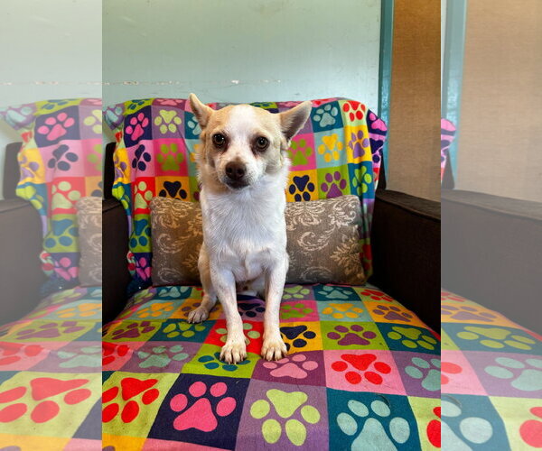 Medium Photo #3 Chihuahua Puppy For Sale in Pacolet, SC, USA